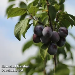 Plum 'Black Amber' (Mini Fruit Tree) -Plants Sales Store PLUM T10632 C
