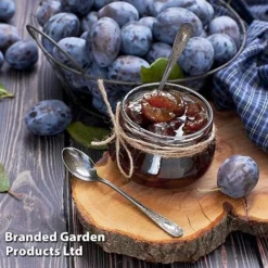 Plum 'Black Amber' (Mini Fruit Tree) -Plants Sales Store PLUM T10632 D