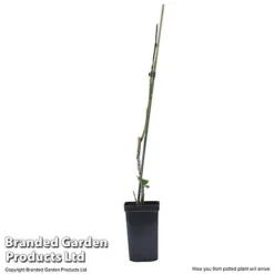 Plum 'Black Amber' (Mini Fruit Tree) -Plants Sales Store PLUM T10632 E