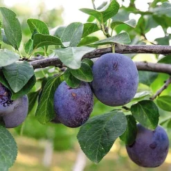 Plum 'Black Amber' (Mini Fruit Tree) -Plants Sales Store PLUM T10632 NOW1