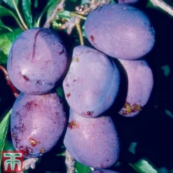 Plum 'Rivers's Early Prolific'
