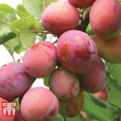 Plum Duo Patio Fruit Trees -Plants Sales Store PLUM WKB1986TM C