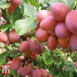 Plum Duo Patio Fruit Trees -Plants Sales Store PLUM WKB1986TM D