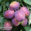 Plum 'Jubilee'