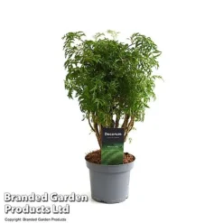Polyscias Fruticosa 'Ming' -Plants Sales Store POLY MING12CM T49493