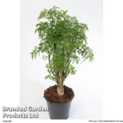 Polyscias Fruticosa 'Ming' -Plants Sales Store POLY MING12CM W48357