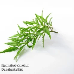 Polyscias Fruticosa 'Ming' -Plants Sales Store POLY MING W48358