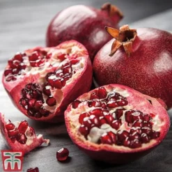 Pomegranate 'Provence'