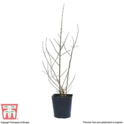 Pomegranate 'Provence' -Plants Sales Store POME T14152 C