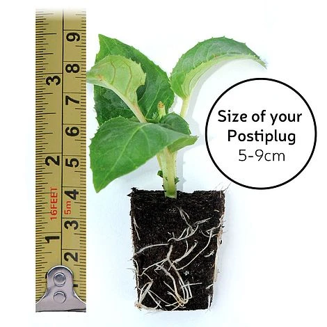 Fuchsia 'Pink Fizz' (Hardy) 3 Fuchsia 'Pink Fizz' (Hardy) - Image 3