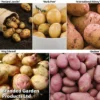 Potato Must Have Collection