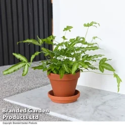 Nurseryman's Choice Indoor Fern Mix -Plants Sales Store PTER ALBOLINEA T43606