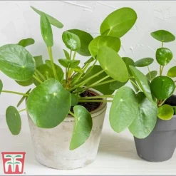 Chinese Money Plant 9 Chinese Money Plant -Plants Sales Store Pil