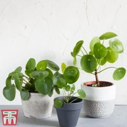 Chinese Money Plant 13 Chinese Money Plant -Plants Sales Store Pileo1