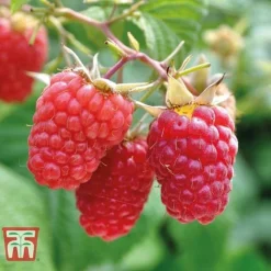 Raspberry Full Season Collection British Bred -Plants Sales Store RASP CWW3211 C