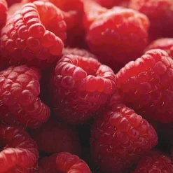 Raspberry Full Season Collection British Bred -Plants Sales Store RASP CWW3211 D