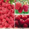 Raspberry Full Season Collection British Bred