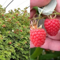 Raspberry 'Glen Fyne' (Summer Fruiting)