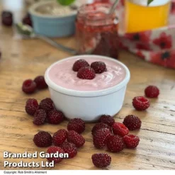 Rubus 'Hararasp' (Raspberry Tree) -Plants Sales Store RASP TREERASPB H43103