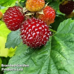 Rubus 'Hararasp' (Raspberry Tree) -Plants Sales Store RASP TREERASPB H43986