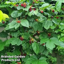 Rubus 'Hararasp' (Raspberry Tree) -Plants Sales Store RASP TREERASPB H43989