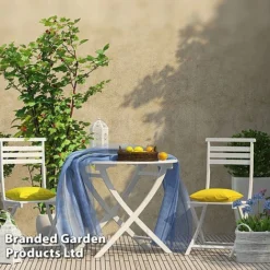 Rubus 'Hararasp' (Raspberry Tree) -Plants Sales Store RASP TREERASPB H44901