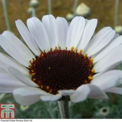 Rhodanthemum 'Casablanca' -Plants Sales Store RHOD T80321 A