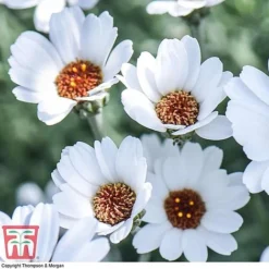 Rhodanthemum 'Casablanca' -Plants Sales Store RHOD T80321 B