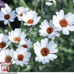 Rhodanthemum 'Casablanca' -Plants Sales Store RHOD T80321 E