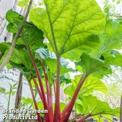 Rhubarb Taster's Collection -Plants Sales Store RHUB KC4676 C