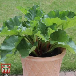 Rhubarb 'Sanvitos®' Duo -Plants Sales Store RHUBARB 32