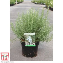 Rosemary 'Miss Jessop's Upright' -Plants Sales Store ROS TKA0951 C