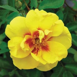 Rose 'Eye Of The Tiger' (Shrub Rose) -Plants Sales Store ROSE T62663 B h