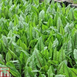 Rumex Sanguineus (Marginal Aquatic)