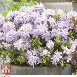 Rhododendron 'Summer Blues Collection' -Plants Sales Store Rhododendron Summer Blues Gristede