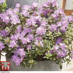 Rhododendron 'Summer Blues Collection' -Plants Sales Store Rhododendron Summer Blues Ramapo
