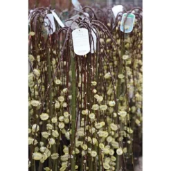 Salix Caprea 'Kilmarnock' -Plants Sales Store SALI T68515 A h