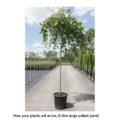 Salix Caprea 'Kilmarnock' -Plants Sales Store SALI T68515 B h