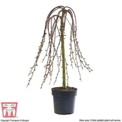 Salix Caprea 'Kilmarnock' -Plants Sales Store SALI T68515 D