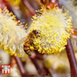 Salix Caprea 'Kilmarnock' -Plants Sales Store SALI T68515 E