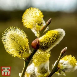 Salix Caprea 'Kilmarnock' -Plants Sales Store SALI CAPREA W34589 TM