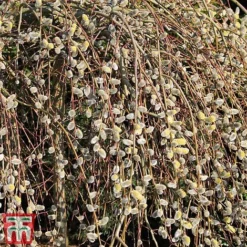 Salix Caprea 'Kilmarnock' -Plants Sales Store SALI CAPREA W34590 tm