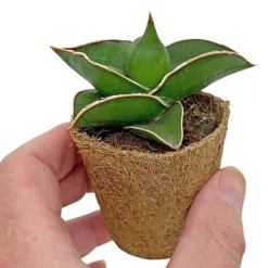 Samurai Dwarf Snake Plant - Rare Houseplant - 6cm Pot - Sansevieria Samurai -Plants Sales Store SAM 3
