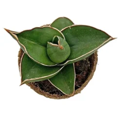 Samurai Dwarf Snake Plant - Rare Houseplant - 6cm Pot - Sansevieria Samurai -Plants Sales Store SAM 4