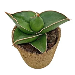 Samurai Dwarf Snake Plant - Rare Houseplant - 6cm Pot - Sansevieria Samurai -Plants Sales Store SAM 5