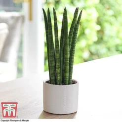 Easy Care Houseplant Collection -Plants Sales Store SANS KB1128 A1
