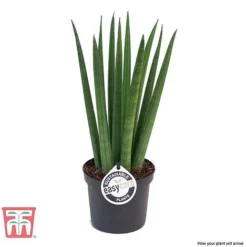 Sansevieria Cylindrica 'Straight' -Plants Sales Store SANS KB1128 C