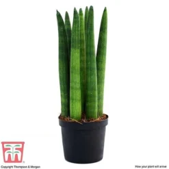 Sansevieria Cylindrica 'Straight' -Plants Sales Store SANS KB1128 D