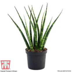 Sansevieria 'Fernwood' -Plants Sales Store SANSF KB1720 B