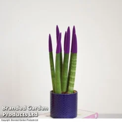 Sansevieria Cylindrica 'Straight' Carnival Colour -Plants Sales Store SANS COLCARNIV T38942